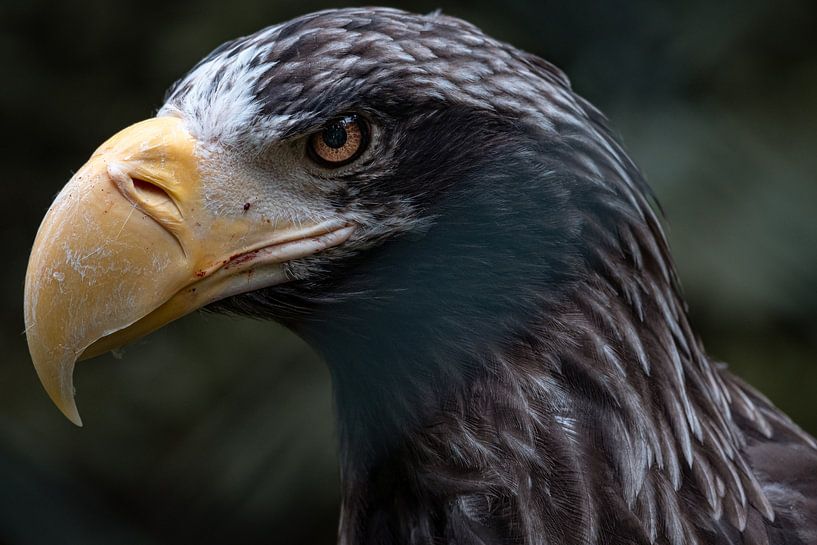 Raubvogel von Andre Michaelis