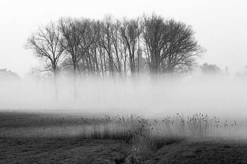 Portrait of trees during a misty sunrise