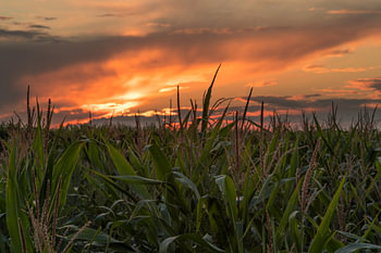 Maisfeld bei Sonnenuntergang