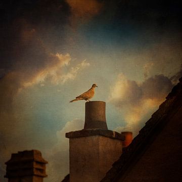 Taube auf dem Dach von Dirk Wüstenhagen