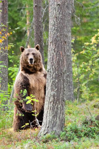 Brown bear in Finland