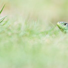 Zauneidechse im Grünen von Danny Slijfer Natuurfotografie