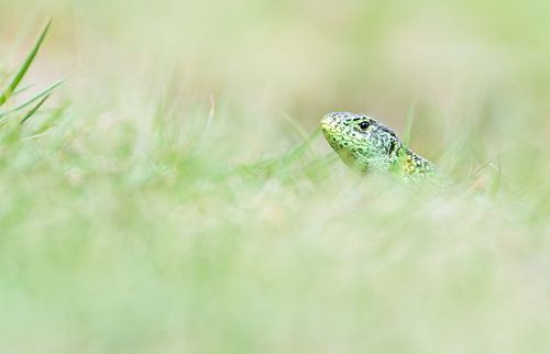 Zandhagedis in het groen