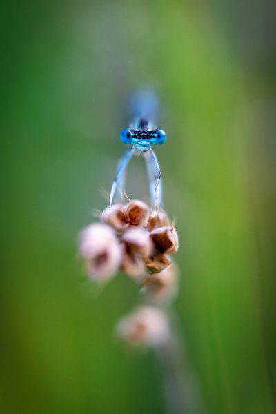 Eye contact! by Karin de Jonge