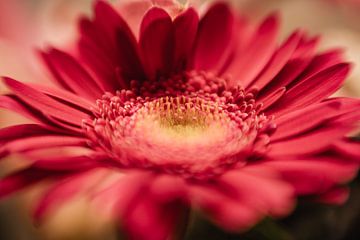 Gerbera Daisy Fleur Macro sur Leo Schindzielorz