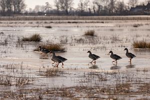 Des canards se dandinent sur la glace à Brigdamme