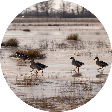 Eenden waggelen over het ijs in Brigdamme