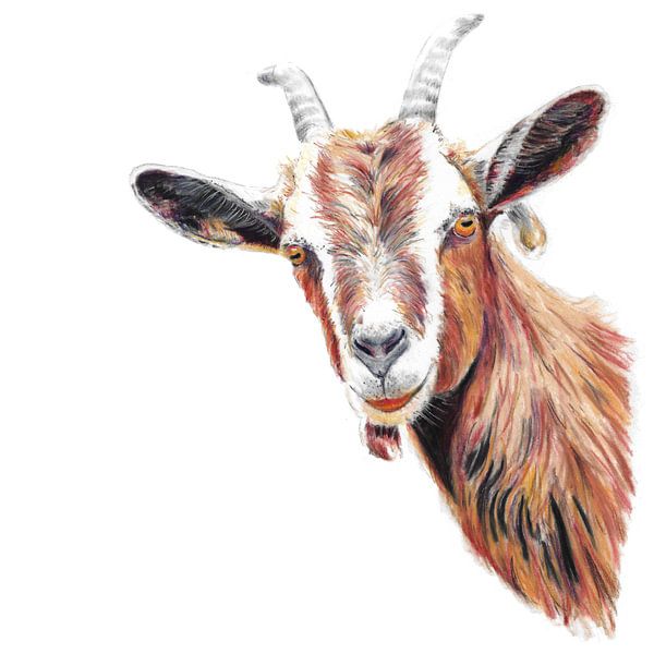 Tête de chèvre par Ivonne Wierink