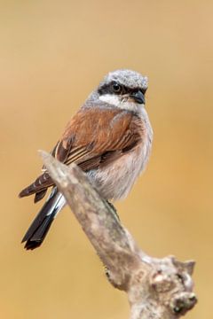 a male red-backed shrike bird (Lanius collurio) sitting on a branch, portrait, wildlife, europe, by Mario Plechaty Photography