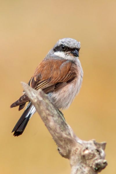 un mâle de pie-grièche écorcheur (Lanius collurio) perché sur une branche, portrait, wildlife, europe, par Mario Plechaty Photography