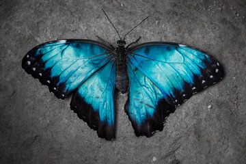 Nahaufnahme blauer Schmetterling auf einem Felsen
