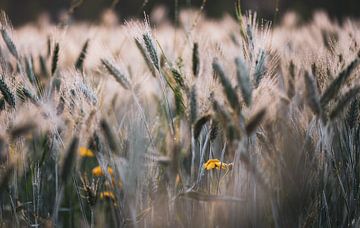 yellow between the grains by Tania Perneel