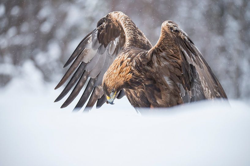 The Golden Eagle by Gert Hilbink