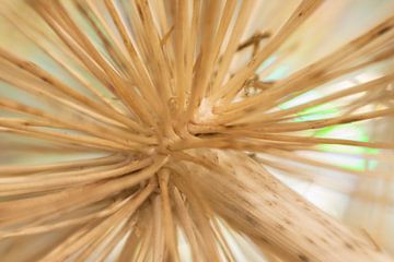 Alium uitgebloeid 3 van Marjoleine Knappers