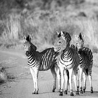 Zebra's in zwart-wit