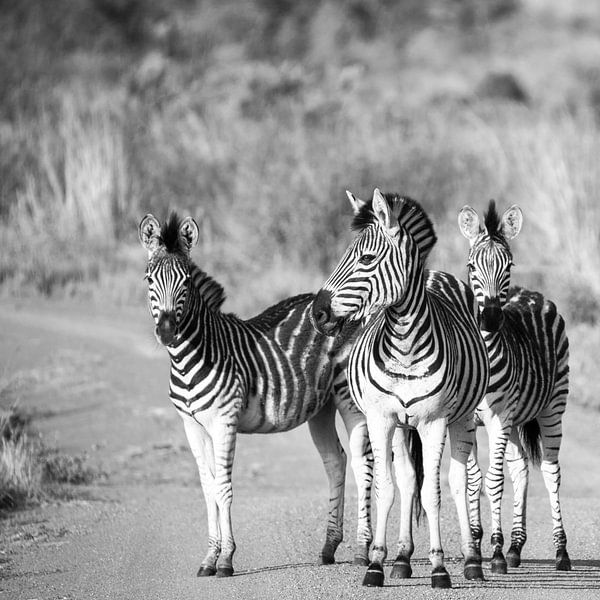 Zebra's in zwart-wit van HansKl