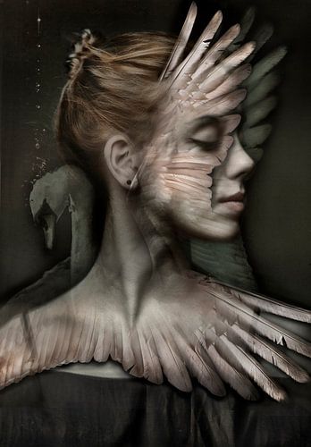 Leda von fotograafhollandslicht