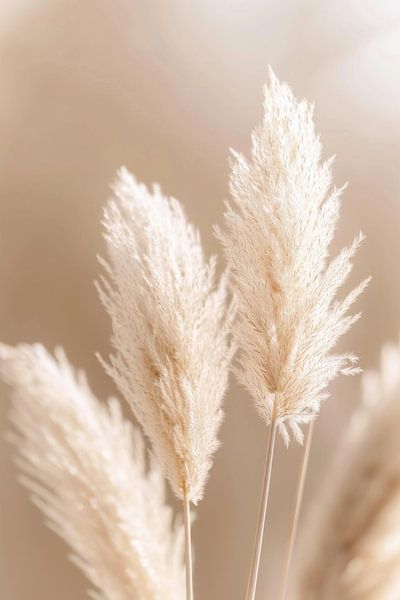 Herbe de la pampa par Poster Art Shop