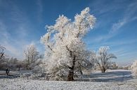Winterlandschap - prachtig winterweer van t.ART thumbnail