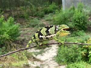 Groene kameleon von Kylie Van dommelen