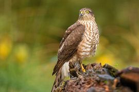 Épervier, Accipiter nisus. Un portrait.