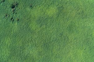 Luftaufnahme grüner Sumpf mit Bäumen von aerovista luchtfotografie