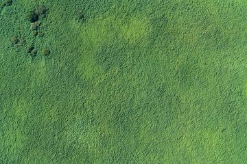 Luchtfoto groen moeras met bomen van aerovista luchtfotografie