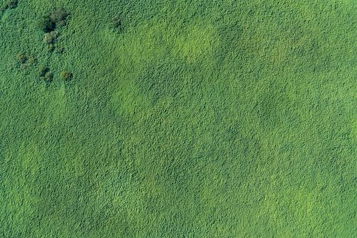 Aerial photo green swamp with trees