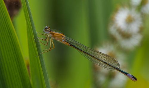 Libelle