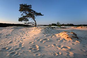 Bomen en duinen V van Mark Leeman