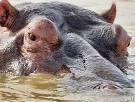 The close-up shows the imposing head of an African hippopotamus