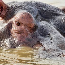 Le gros plan montre l'imposante tête d'un hippopotame africain sur HGU Foto