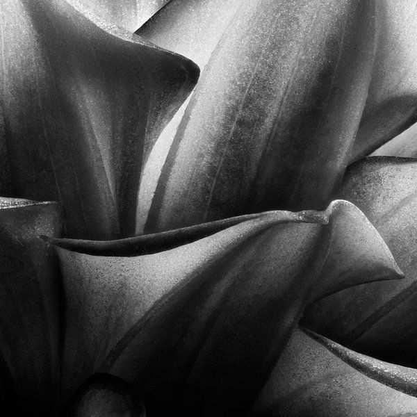 Dahlia by Paul van Gaalen