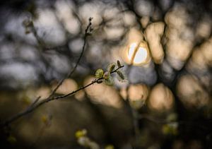 Goldweide