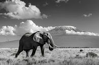 Elefant und Kilimandscharo von Poster Art Shop Miniaturansicht