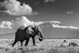 Éléphant et Kilimandjaro