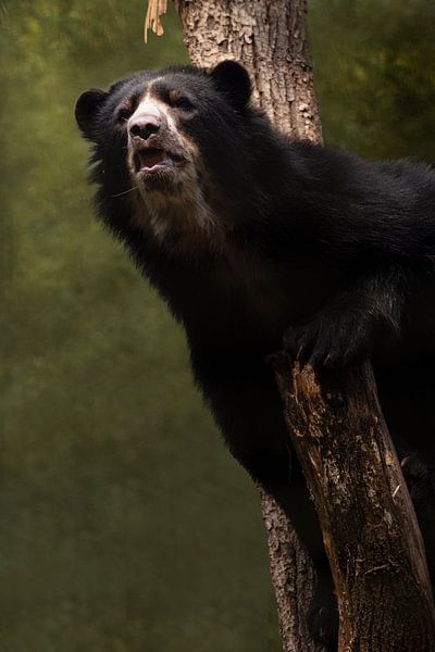 Ours dans un arbre // portrait d'animal, animaux, nature // fine-art par suzanne.en.camera