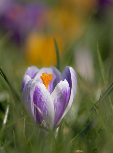 Crocus colorés