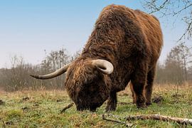Scottish highlander by Richard Driessen