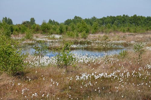 Neustädter Moor, floating grass, Lower Saxony