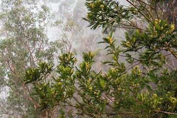 Trees with fog on the island Madeira, Portugal sur Rico Ködder