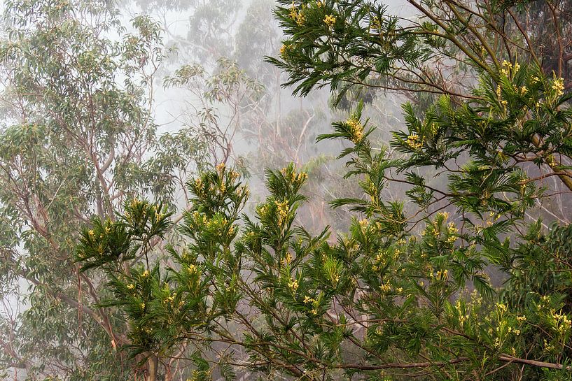 Bäume im Nebel auf der Insel Madeira, Portugal par Rico Ködder