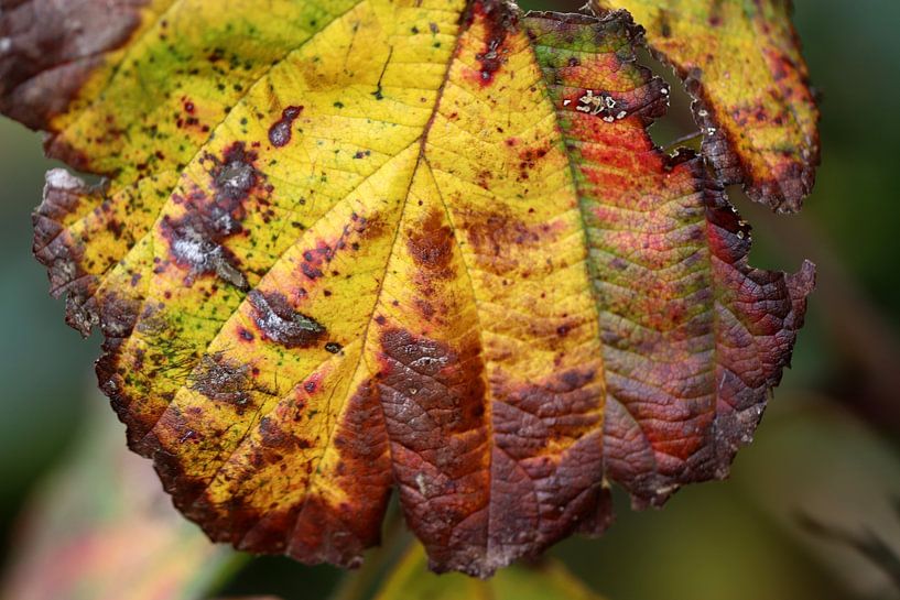 Natürlich abstrakt von Linda de Klein
