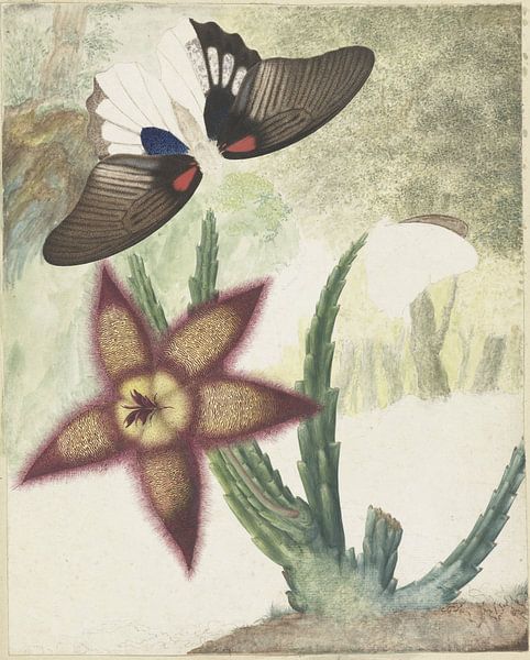 Two butterflies and a five-petaled flower, Hermanus de Wit by Masterful Masters