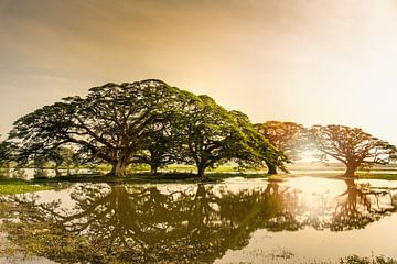 Sun rise,Rain Trees reflected in pond, Sri Lanka by Ruurd Dankloff