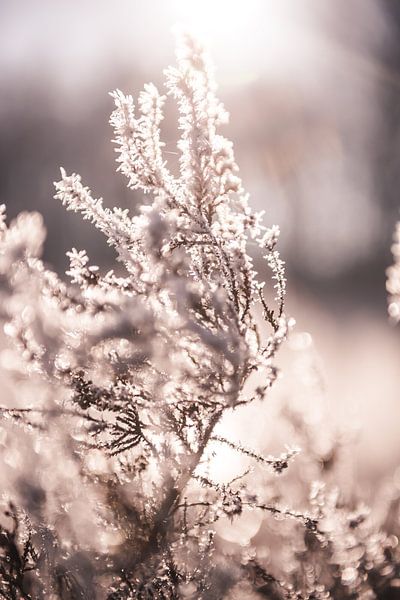 Frozen heathland by Ratna Bosch