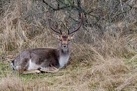 Damhert by Merijn Loch
