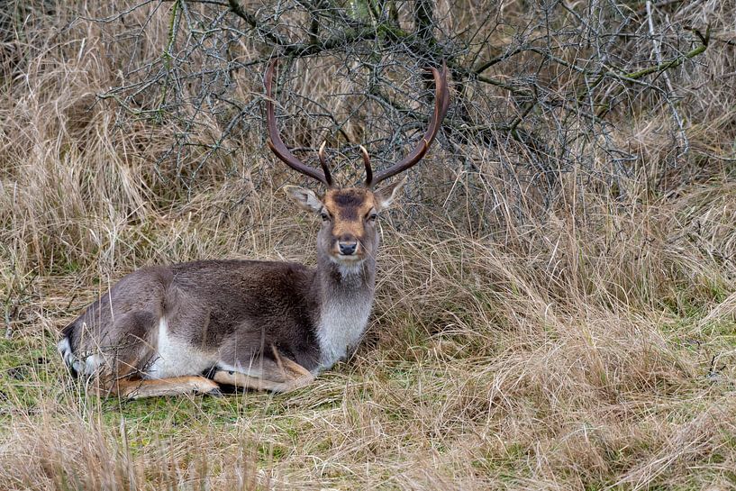 Damhert by Merijn Loch