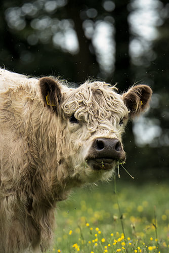 Blonde Galloway cow