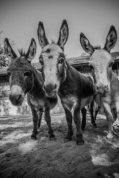 Nieuwsgierige ezels op een rijtje van Sasja van der Grinten